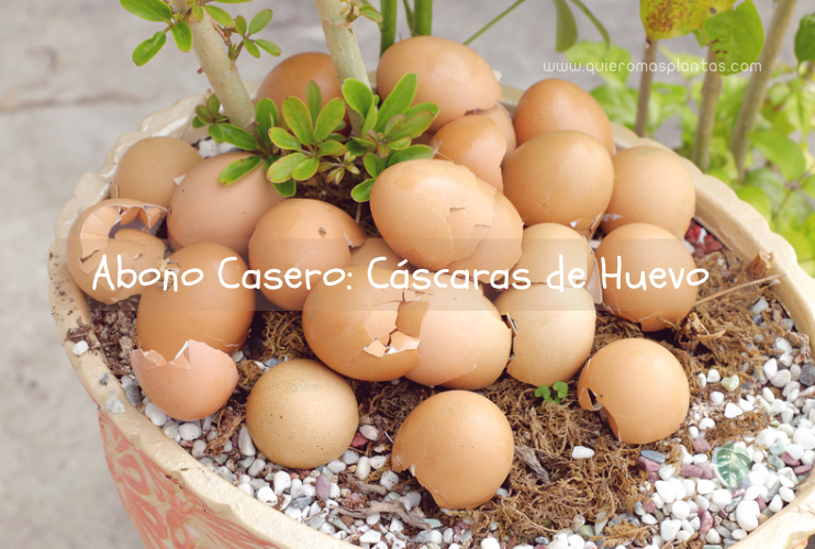 Cáscara de huevos
