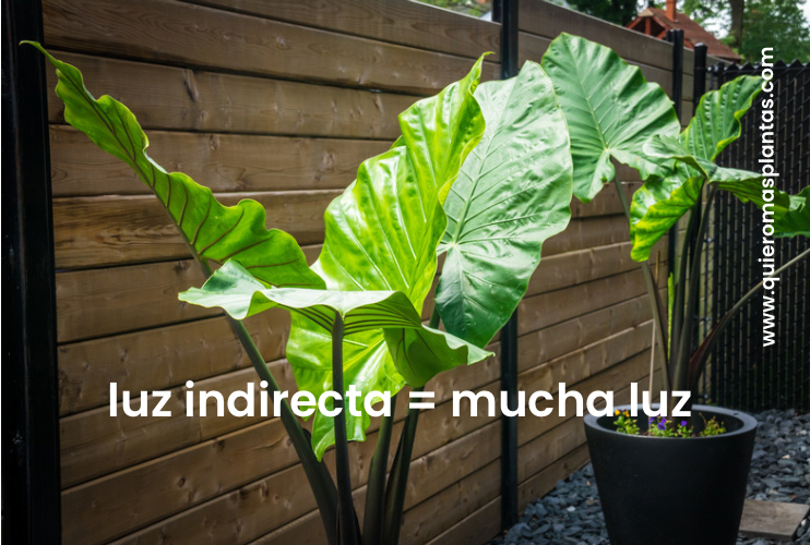 Luz indirecta en alocasias
