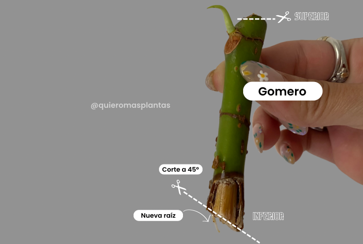 Propagar por tallo