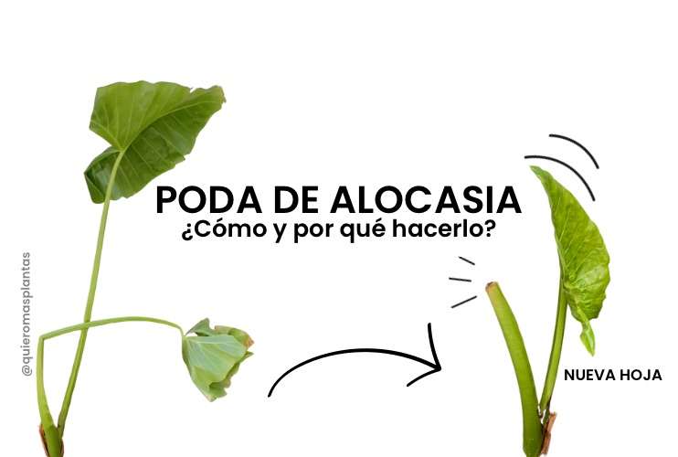 Alocasia