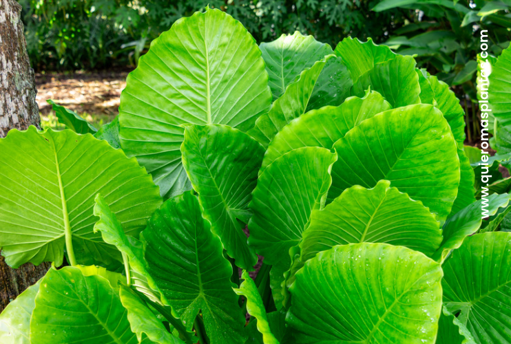 Alocasia