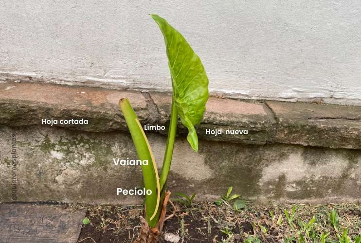 Alocasia mantenimiento