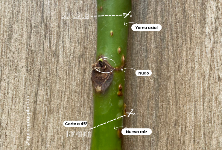 Corte tallo propagado