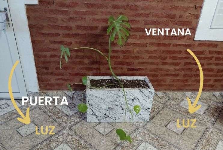 Monstera con falta de luz