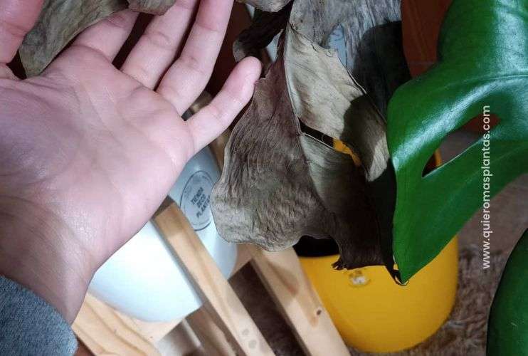Monstera con problemas en las hojas