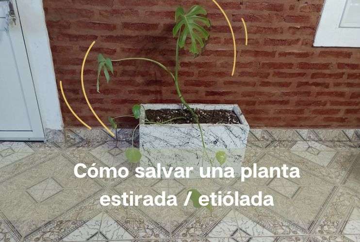 Planta con problemas de luz