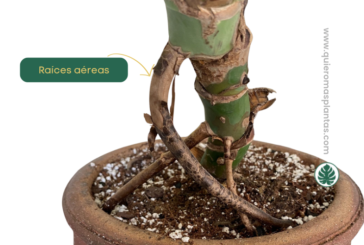Raíces aereas