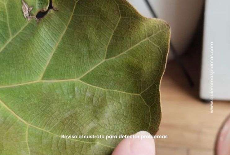 ficus lyra problemas