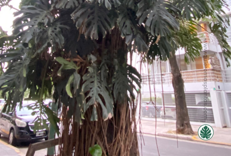 Arbol con monstera