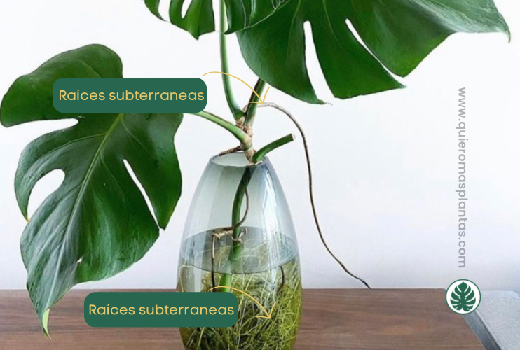 Raíces aéreas planta