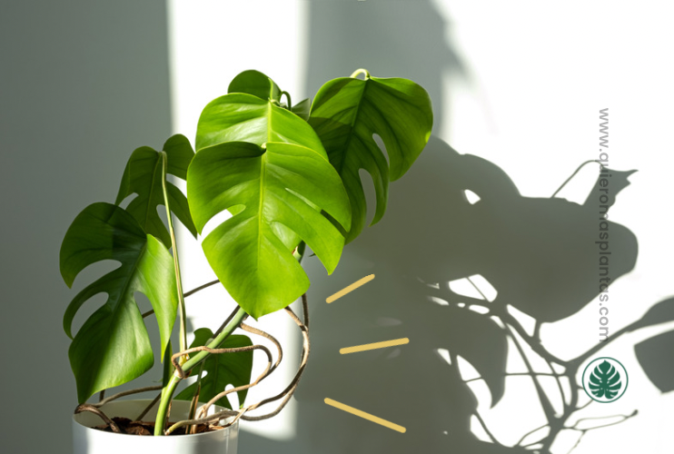 Monstera y raices aereas