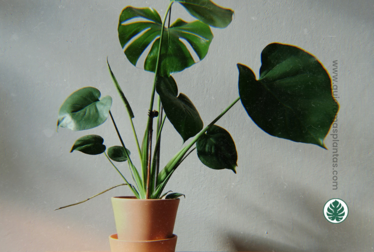 Monstera con raiz aerea