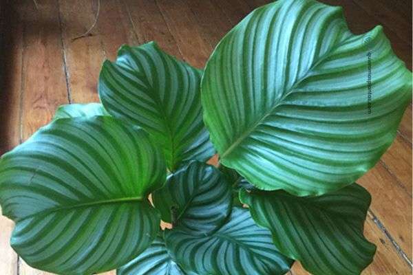 Calathea orbifolia
