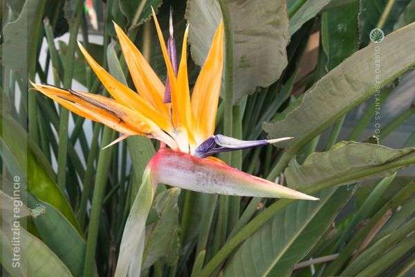 Strelitzia reginae