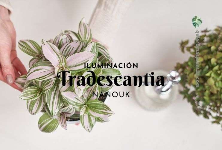 Tradescantia Nanouk que iluminacion necesita