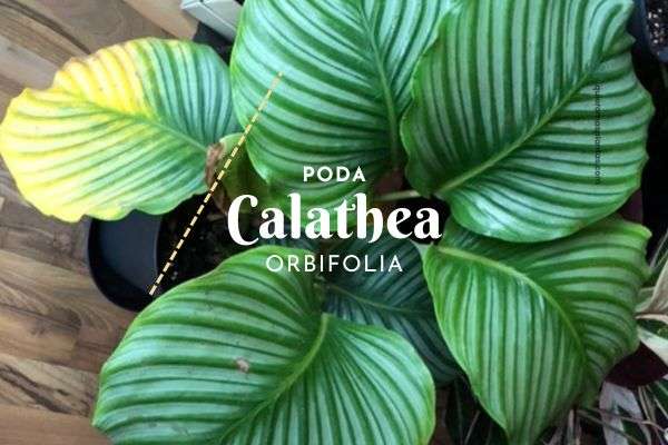 Calathea orbifolia