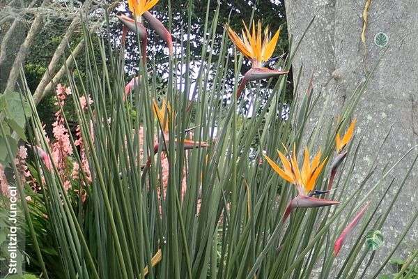 Strelitzia juncal