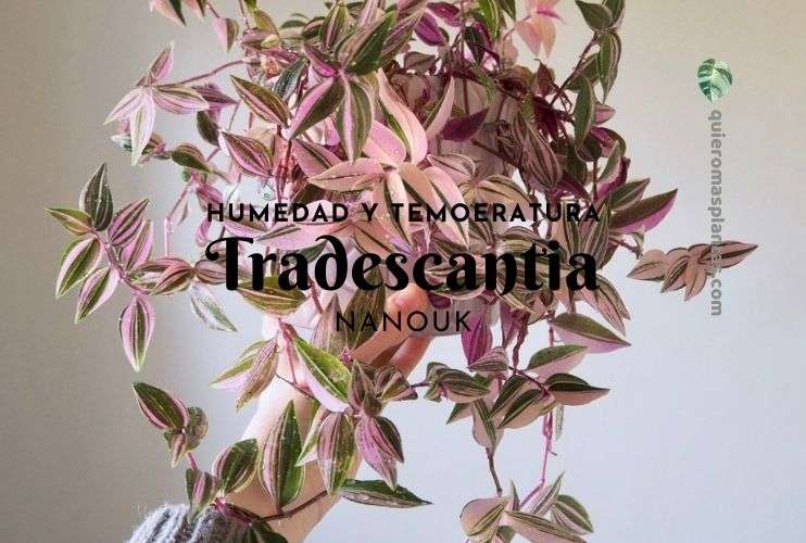 Humedad y temperatura Tradescantia Nanouk