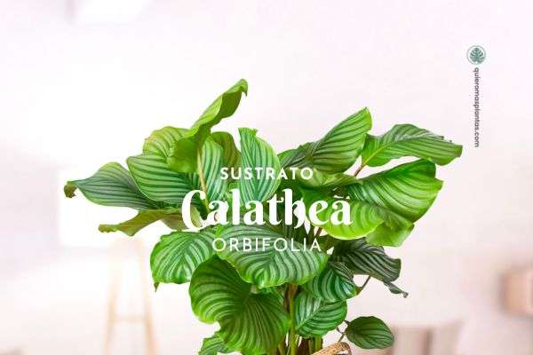 Calathea orbifolia