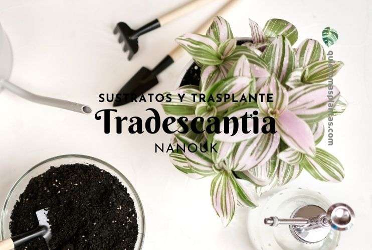 Sustrato para mi Tradescantia Nanouk