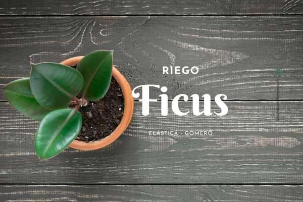 Ficus Gomero