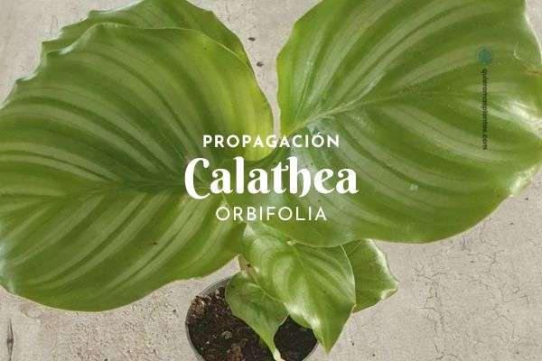 Calathea orbifolia