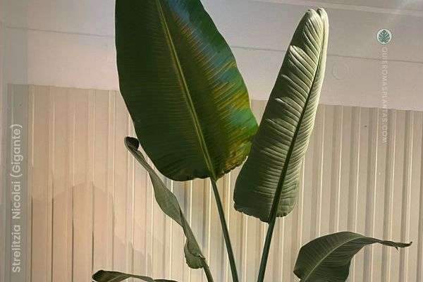 Strelitzia Nicolai gigante