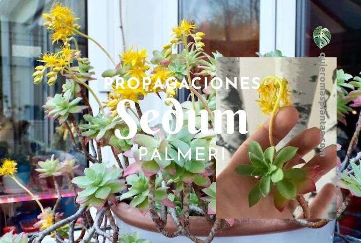 Como propagar una suculenta