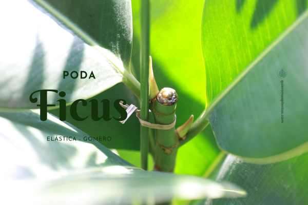 Ficus Gomero