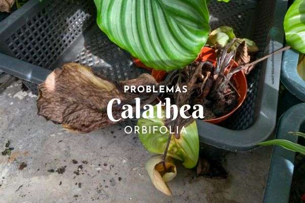 Calathea orbifolia