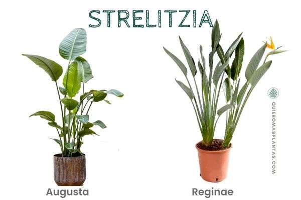 Strelitzia Nicolai y augusta