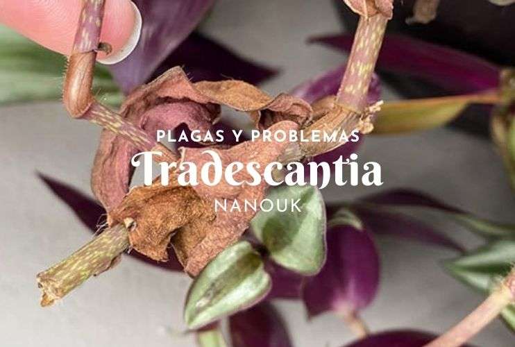 Tradescantia Nanouk Plagas