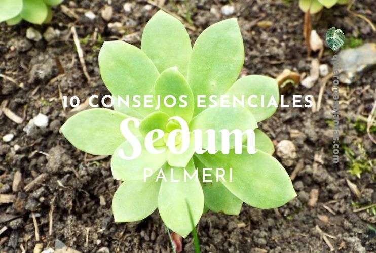 10 consejos esenciales para tu Como propagar una suculenta Sedum Palmeri
