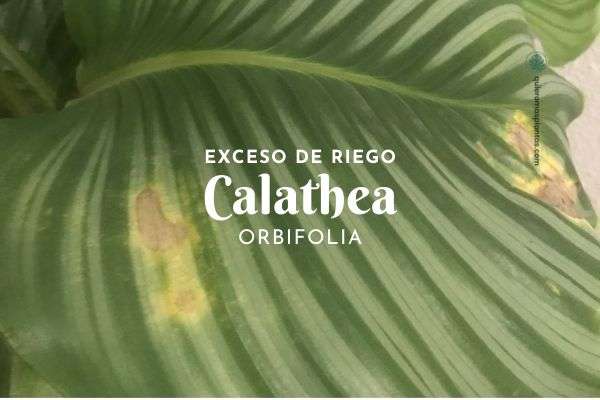 Calathea orbifolia
