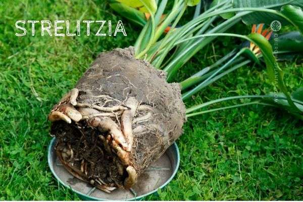Strelitzia raices
