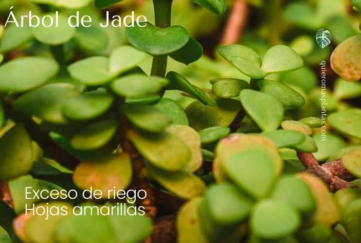 Hojas amarillas arbol de Jade