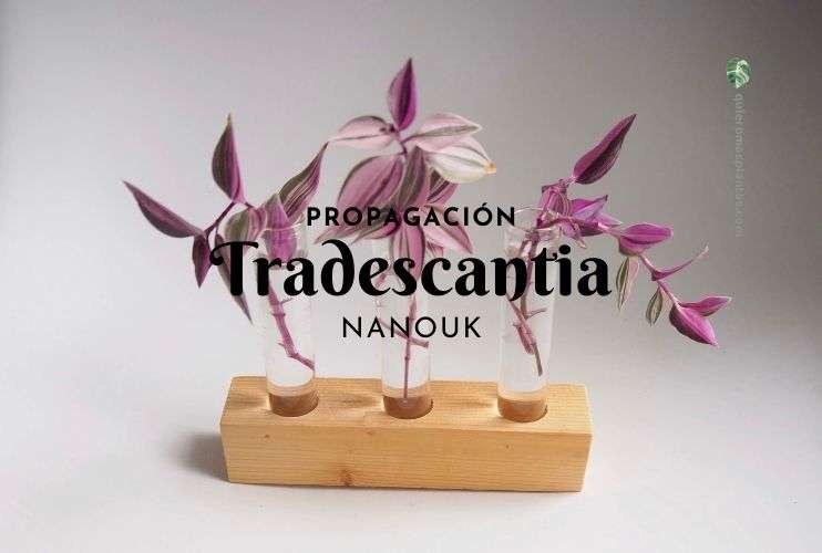 Como propagar una Tradescantia