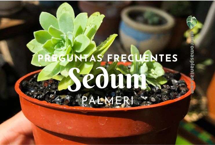 preguntas frecuentes para mi Sedum Palmeri
