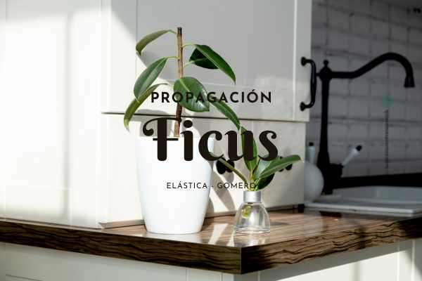 Ficus Gomero