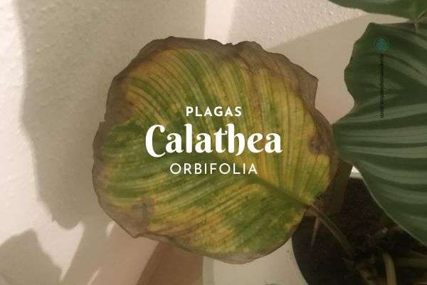 Calathea orbifolia