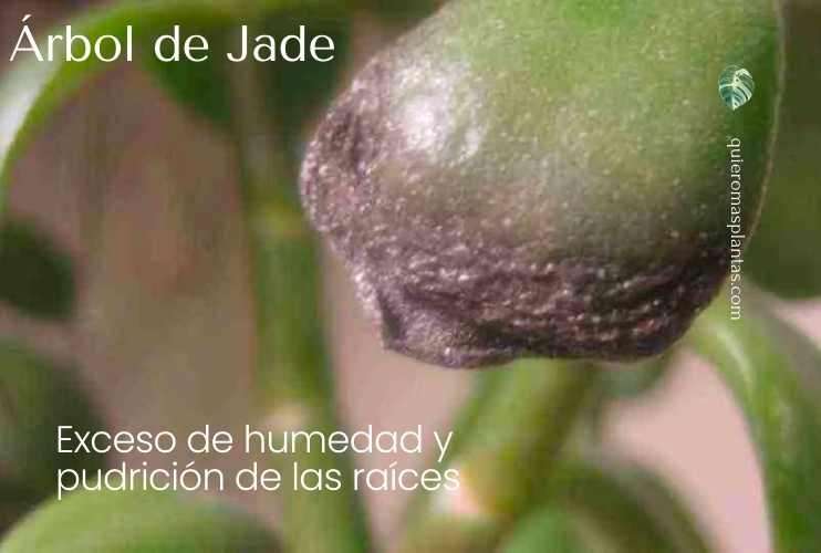 Exceso de humedad- Arbol de Jade