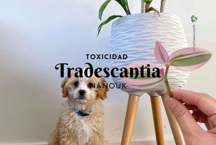 Tradescantia Nanouk toxicidad