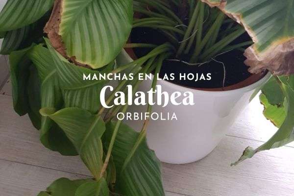 Calathea orbifolia