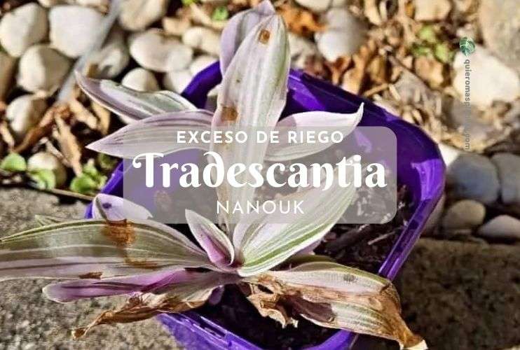 exceso de riego Tradescantia Nanouk