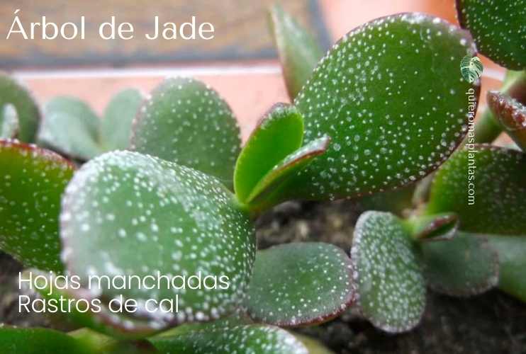 Manchas blancas en mi arbol de jade