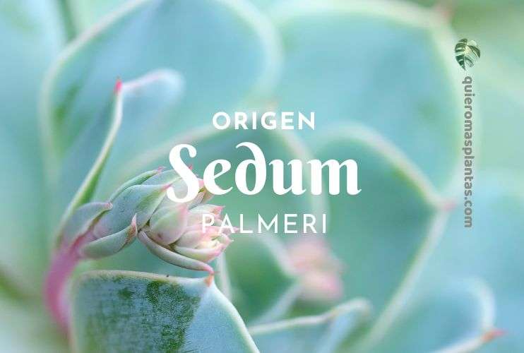 Sedum Palmeri origen