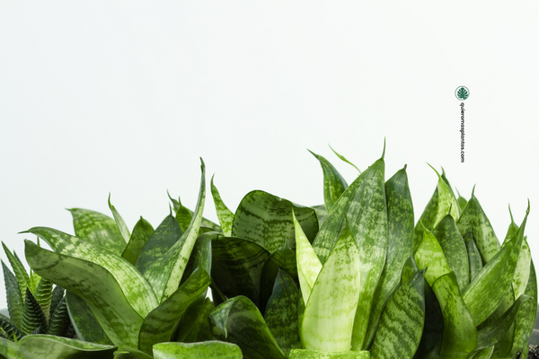 Sansevieria Guia de cuidados