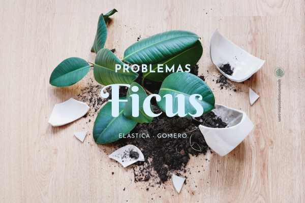 Ficus Gomero