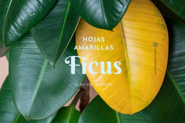 Ficus Gomero