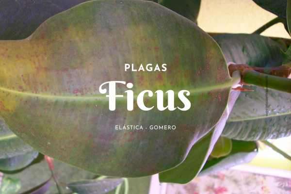 Ficus Gomero
